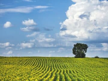 Organic and natural field