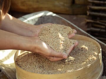 Buckwheat Kernel