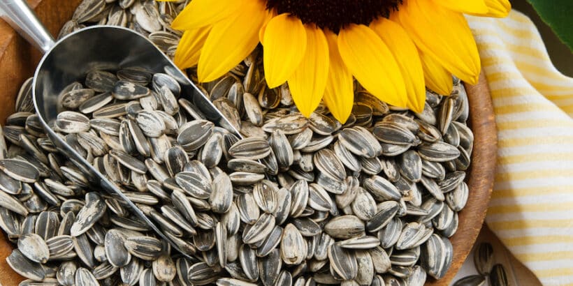 Sunflower Seeds