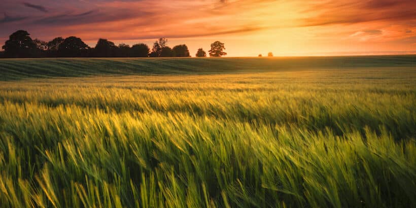 Wheat Field