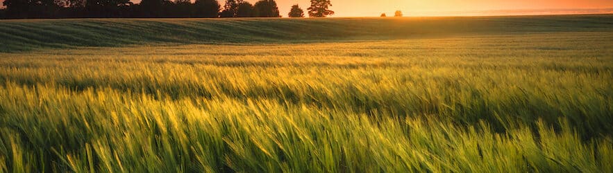 Wheat Field