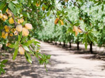 almond nut trees orchard