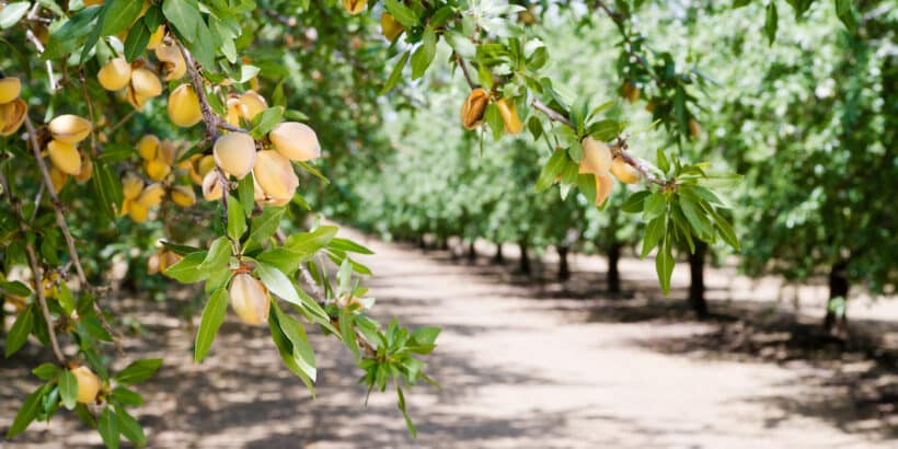 almond nut trees orchard