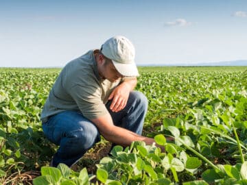 Soybean Field