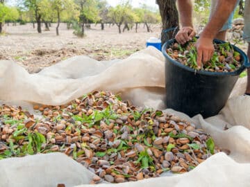 Almond harvest almonds blue diamond