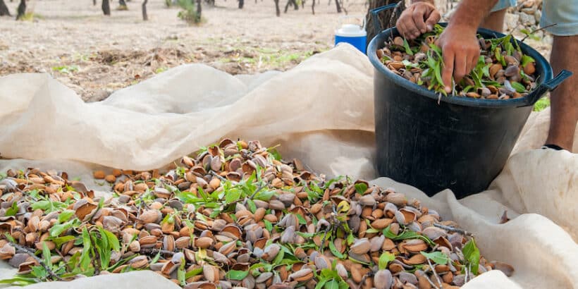 Almond harvest almonds blue diamond