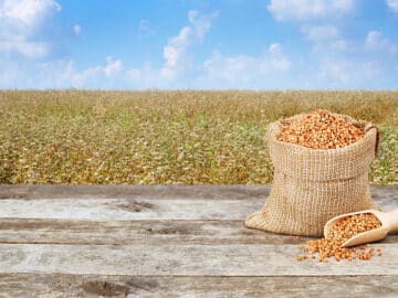 Buckwheat wheat grain markets