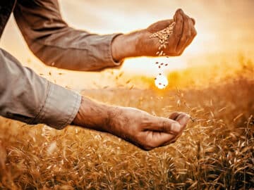Grain