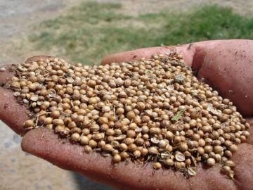 organic coriander seeds Spicing Up the Market: Coriander's Rising Tides Coriander Chronicles: A Tale of Trends and Prospects - Coriander's Wilted Prospects: A Season of Uncertainty Looms