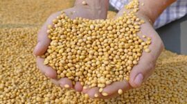 Soybean argentina china Decrease in the Forecast of World Soybean Processing Oilseeds Continued to Be Under Pressure - Brazil Harvest Estimate Depresses Prices Record Soybean Harvest Expected from Brazillian Farmers