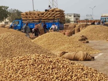 Groundnut Farmers Face Tough Times in Banaskantha and Saurashtra Regions