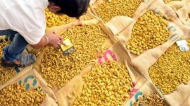 Golden Storm: Turmeric Market Shimmers Amidst Rainfall Woes Turmeric Prices Surge to 13-Year High Amid Crop Area Concerns and Export Demand - Turmeric Unveiled: Mumbai's Inaugural Global Gathering of Spice Connoisseurs