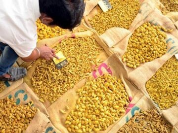 Golden Storm: Turmeric Market Shimmers Amidst Rainfall Woes Turmeric Prices Surge to 13-Year High Amid Crop Area Concerns and Export Demand - Turmeric Unveiled: Mumbai's Inaugural Global Gathering of Spice Connoisseurs - Turmeric Is Now Awakening From the Bearish Slumber