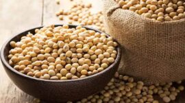 China to Increase Brazilian Soybean Imports - Navigating Soybean Crop Challenges in the Face of Elusive Rainfall - Soybean Prospects in Peril: Praying for Precipitation