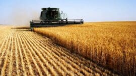 Ukraine May Harvest 36% Less Grain and Oilseeds Than Before the Invasion