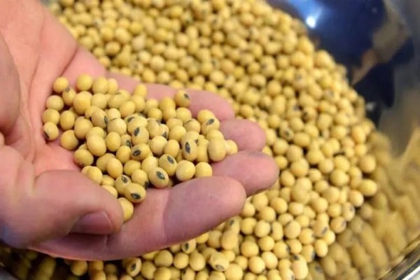 Fall In Ukrainian Soya Bean Prices to Continue Until at Least May