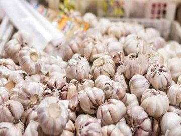 Garlic Market Evolution: Unravelling Fluctuations, Imports, and Future Outlook