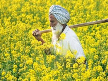 Mustard Production Remained Low at 11.18 Million Tonnes – Farmers Are Demotivated to Sell Crops Below MSP at Yards - Mustard's Dance with Destiny: GM Hybrid Trial Faces Supreme Hurdles