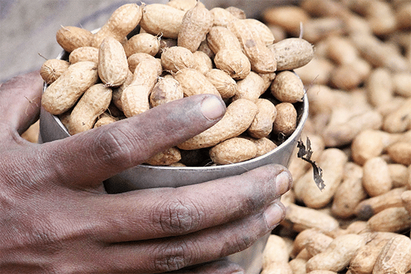 Summer Groundnut Cultivation Is Expected To Decrease Compared To Last Year, With 80 Percent Of Factories Closed in Saurashtra