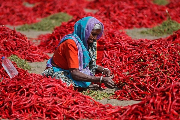 Red Chilli Chronicles: A Spicy Saga of Sowing and Surprises