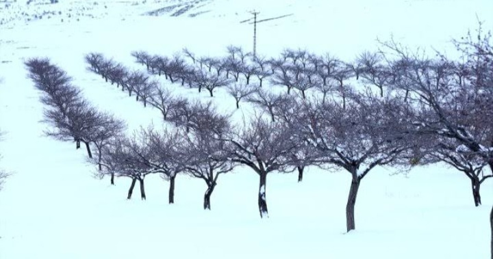 Snowy Apricot Garden of Malatya