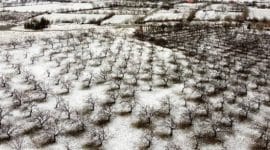 Snowy Apricot Garden of Malatya- Shot From Above