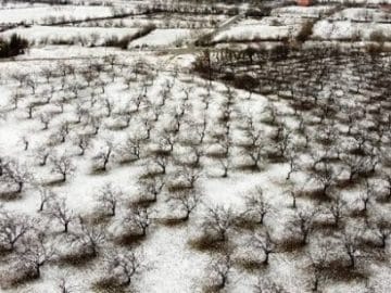 Snowy Apricot Garden of Malatya- Shot From Above