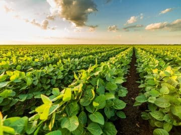 Soybean