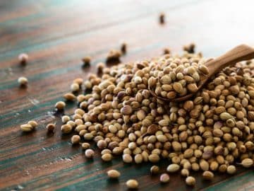 Coriander Price Surge Predicted: Lack of Green Variety and Investment Demand