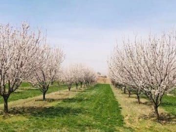 Apricot orchard