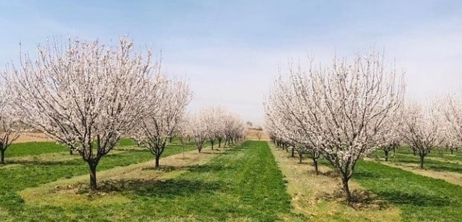 Apricot orchard