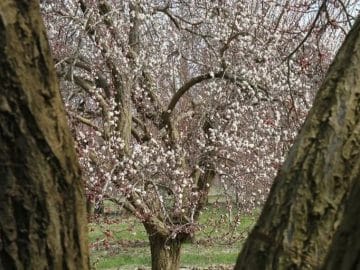 Weather Affected Apricots in Türkiye