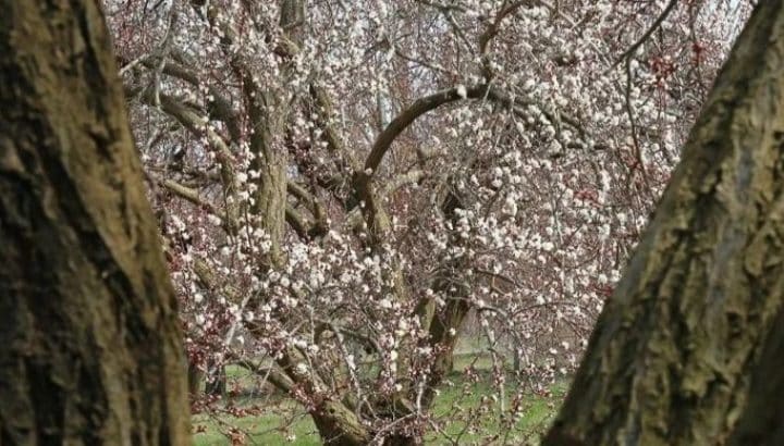 Weather Affected Apricots in Türkiye