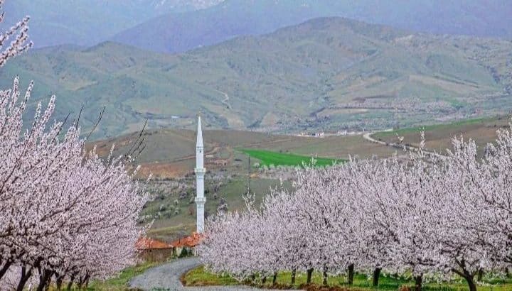 Apricot orchard