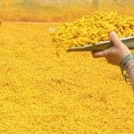 Turmeric Market in Crisis: Farmers Forsake Spice for Greener Crops Indian Turmeric Farmers Are at Dilemma