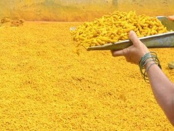 Turmeric Market in Crisis: Farmers Forsake Spice for Greener Crops Indian Turmeric Farmers Are at Dilemma - Turmeric Faces a 2024 Glow-down Due To Weather Woes