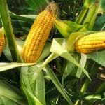 Corn Gave Back Monday's Gains