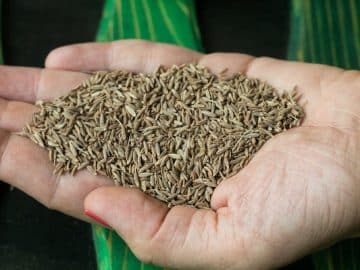 Analysis of the Cumin Market: Challenges and Future Prospects - Spice Up Your Investments: Cumin's Flavorful Forecast