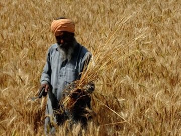 Wheat Prices Increased, As Black Sea Grain Deal Fallout - What is the Reason for the Significant Drop in Wheat Prices in India?