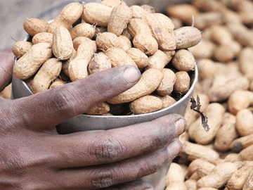 Groundnuts