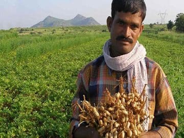 Bountiful Groundnut Harvest Brings Cheers to Consumers - Rain's Role in Rajasthan Groundnut Prospects