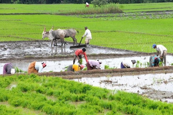 In Kharif Sowing Season Paddy, Pulses, Oilseeds Land Lags Behind While Sugarcane & Cotton Is Encouraging in India