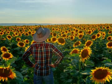 Sunflower seeds field farmer kernels oilseeds USDA: Oilseeds Production to Increase, Exports Decrease, Forecast