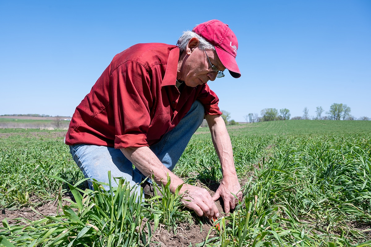 Importance Of Planting Cover Crops