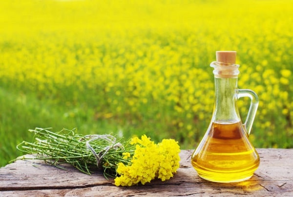 rapeseed oil