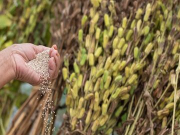 Robust Growth in India's Sesame Export Market Despite Global Currency Fluctuations