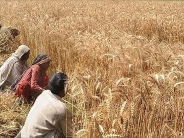 Wheat field North Africa’s Wheat Harvest to Be One of the Lowest Ever Wheat & Rice Production May See a New Highs in India