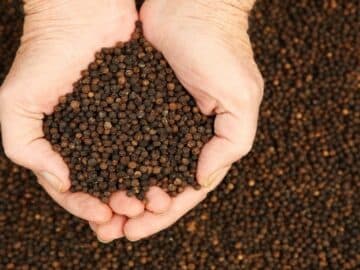 Black Pepper Masala spice