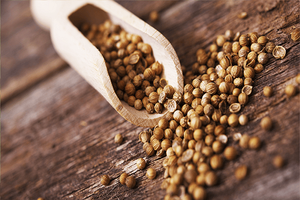 Coriander