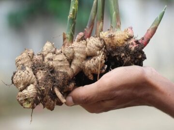 Dry Ginger Prices Plummet: Brace for Further Decrease - Ginger's Chilling Momentum and Dry Ginger's Potential Rise